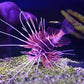 Radiata Lionfish