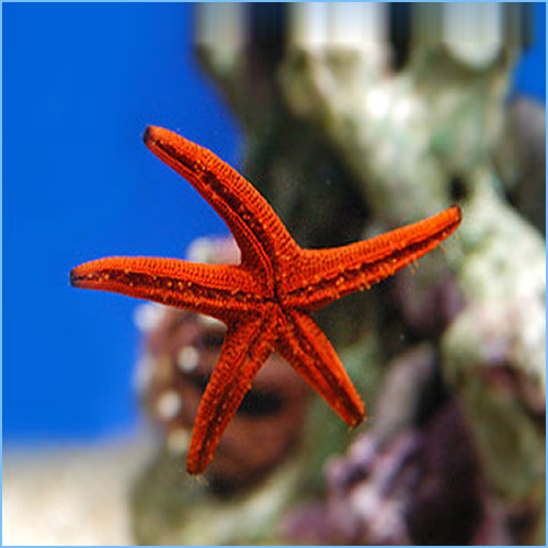 Red Starfish