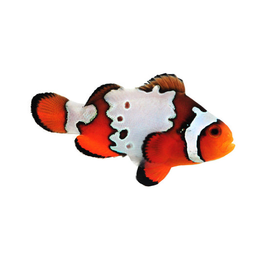 Snowflake Clownfish (Small/ Medium)