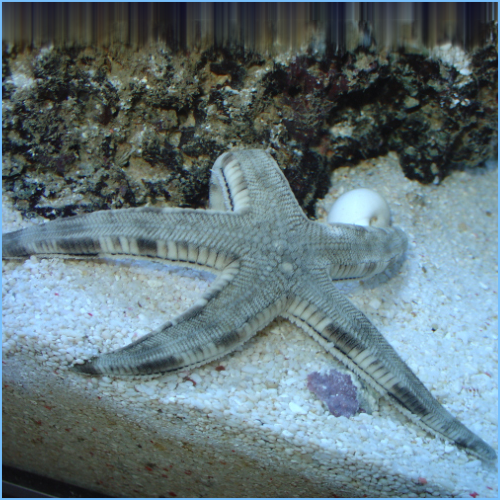 Sand Sifting Starfish