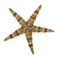 Sand Sifting Starfish