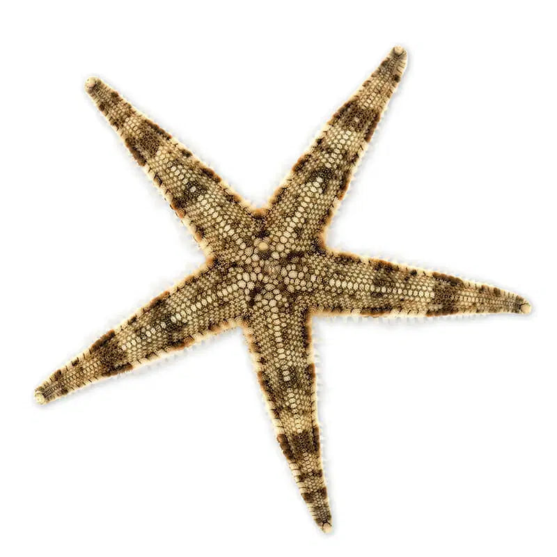 Sand Sifting Starfish