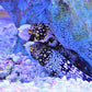 Snowflake Eel (6-10inches)