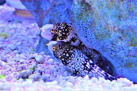 Snowflake Eel (6-10inches)