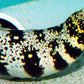 Snowflake Eel (6-10inches)