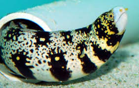 Snowflake Eel (6-10inches)