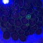 Zoanthid Coral Colony (2-3 inch)
