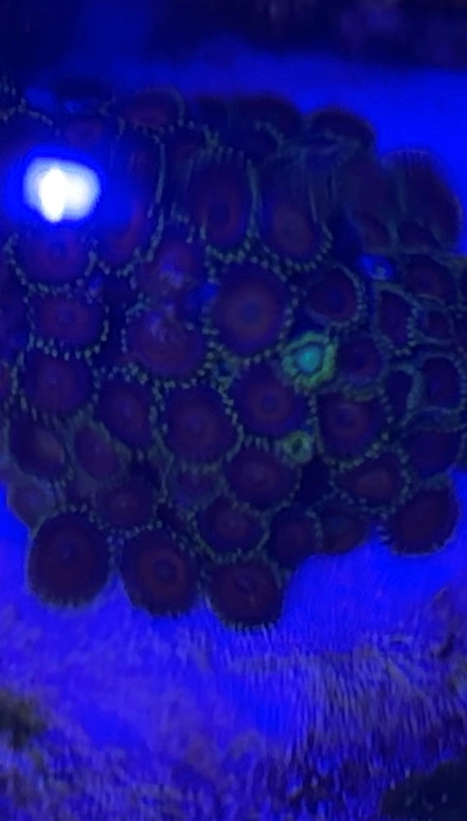 Zoanthid Coral Colony (2-3 inch)