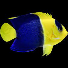 Bicolor Angelfish (Small/Medium)