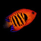 Flame Angelfish