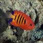 Flame Angelfish