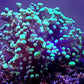Frogspawn Coral (Single, Two, Three, Four+ Heads)