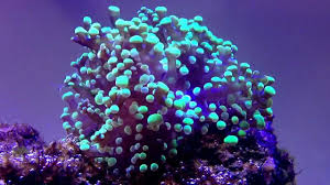 Frogspawn Coral (Single, Two, Three, Four+ Heads)