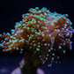 Frogspawn Coral (Single, Two, Three, Four+ Heads)