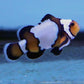 “Black Ice” Clownfish (Small/Medium)