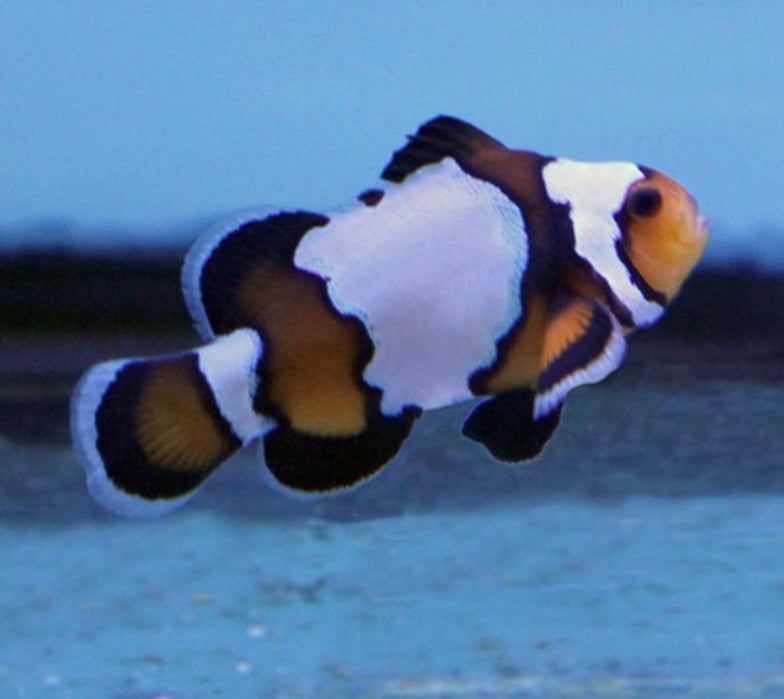 “Black Ice” Clownfish (Small/Medium)