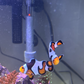 Breeding Picasso Clownfish Pair
