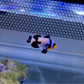 “Black Ice” Clownfish (Small/Medium)