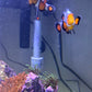 Breeding Picasso Clownfish Pair