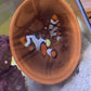Breeding Picasso Clownfish Pair