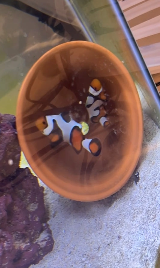 Breeding Picasso Clownfish Pair