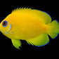 Lemon Peel Angelfish (Small/ Medium)