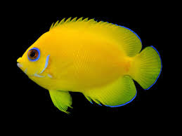 Lemon Peel Angelfish (Small/ Medium)