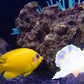 Lemon Peel Angelfish (Small/ Medium)