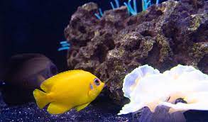 Lemon Peel Angelfish (Small/ Medium)