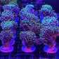 Torch Coral (Single, Two, Three, Four+ Heads)