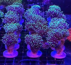 Torch Coral (Single, Two, Three, Four+ Heads)
