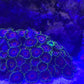 Zoanthid Coral Colony (2-3 inch)