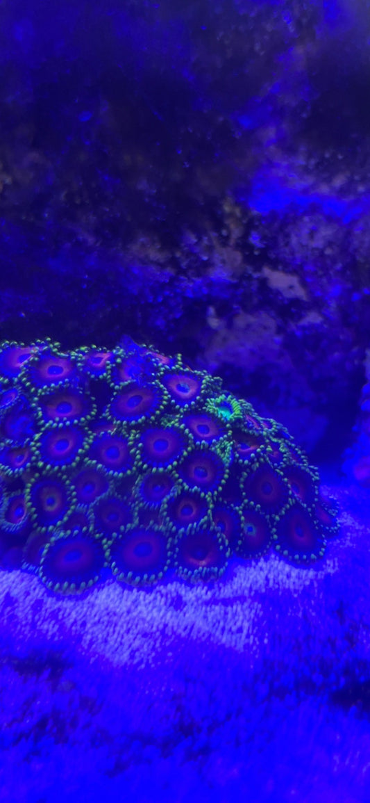 Zoanthid Coral Colony (2-3 inch)