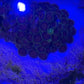Zoanthid Coral Colony (2-3 inch)