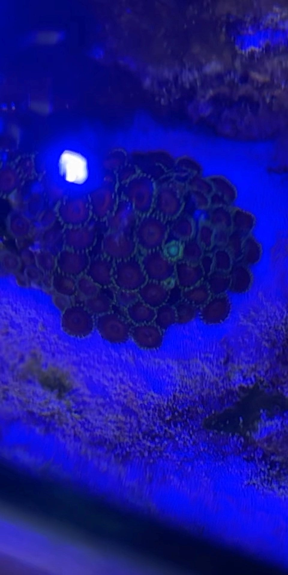 Zoanthid Coral Colony (2-3 inch)